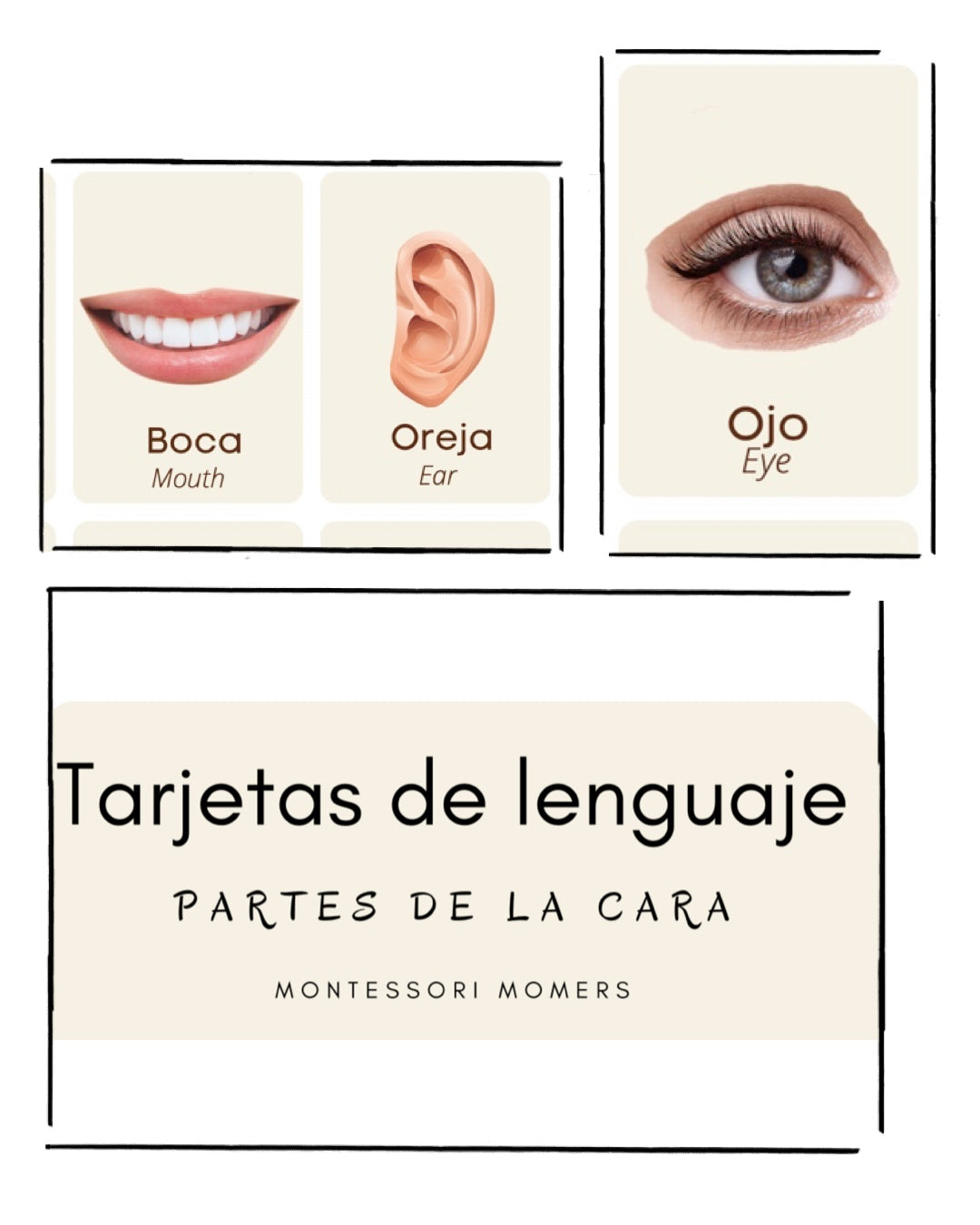 Tarjetas de lenguaje en tres partes: partes de la cara